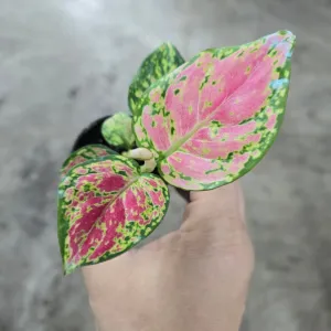 Aglaonema 'Red Valentine' - 2"